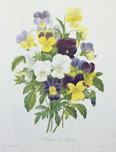 Bouquet of Pansies, engraved by Victor, from 